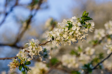 the fruit tree blooms in white under a bright sun