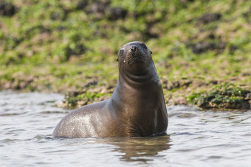 Obraz premium Mother and baby sea lion, Patagonia