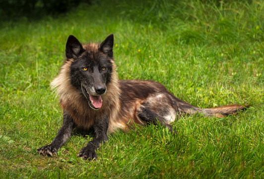Black Phase Grey Wolf (Canis lupus) Lies in Grass