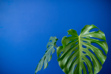 Naklejka na ściany i meble Tropical Jungle branches leaves Monstera on blue color background. Flat lay. Flat lay of Botanical nature. Floral elements design,Green foliage