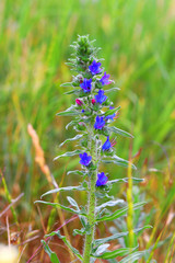 wild red and blue flower