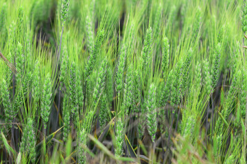 raw green wheat waiting to get ripe