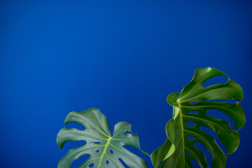 Tropical Jungle branches leaves Monstera on blue color background. Flat lay. Flat lay of Botanical nature. Floral elements design,Green foliage