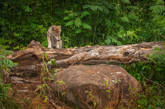 Grey Wolf Pup (Canis lupus) CLimbs Over Log