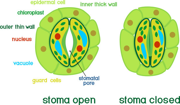 Structure of stomatal complex with open and closed stoma with titles