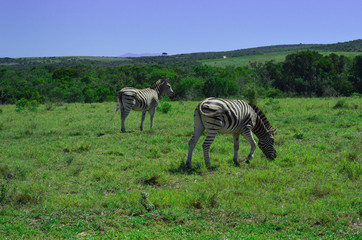 Fototapeta na wymiar Zebras in Addo park, south africa