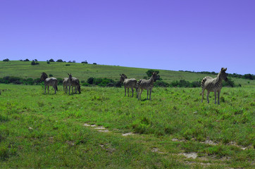 Naklejka na ściany i meble Zebras in Addo park, south africa