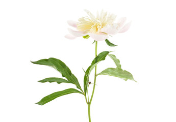 Obraz na płótnie Canvas White peony flower isolated on white background