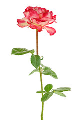 Single beautiful rose isolated on a white background
