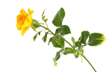 Beautiful yellow rose isolated on white background