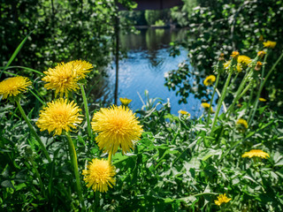 Very green forest with lake in background. Yellow coltsfoot flowers in foreground. Summer and vibrant day in Sweden.