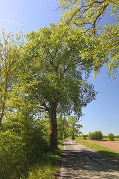Alley in Mecklenburg-Vorpommern with European white elm (Ulmus laevis)