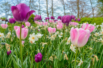 Obraz premium Parc Floral de Keukenhof aux Pays-Bas