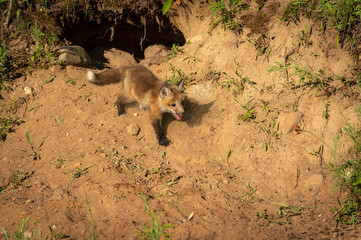 Obraz premium Red Fox Kit (Vulpes vulpes) Walks Down From Den