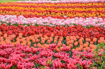 Fototapeta na wymiar Parc Floral de Keukenhof aux Pays-Bas
