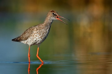 Common Redshank (Tringa totanus) standinf in a shallow water and calling