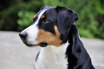 Young Sennenhund close-up playfull look in the eyes