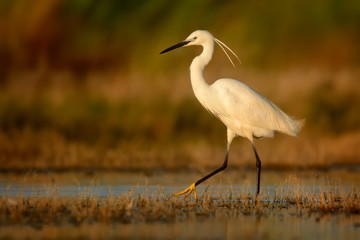 Little Egret (Egretta Garzetta) standing in the  wetland and hunting