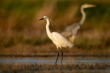 Fototapeta premium Little Egret (Egretta Garzetta) standing in the wetland and hunting