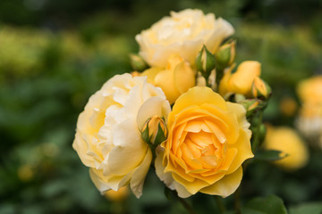 Rose Graham Thomas; Englische Rose 
