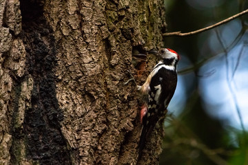 Spechtmutter füttert Junges in einem Baum
