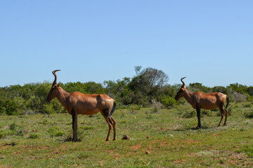 2 hartebeests in Addo park, south africa