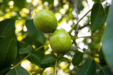 ripening walnuts on branch on wood background