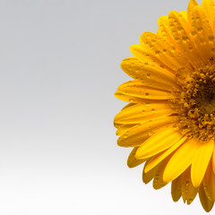 square yellow Gerber daisy 