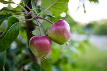 ripening apples on a branch against a tree