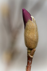 Spring season, starting a new life