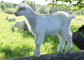Fototapeta premium little goat in the meadow