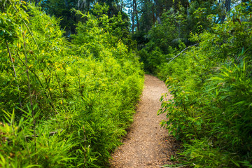 Gravel path in a lush green forest, Patagonia, Argentina