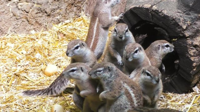 Family of gray squirrels in their home, lovely rodents.