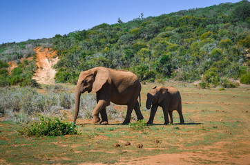 Fototapeta na wymiar Elephants walking in Addo park, south africa
