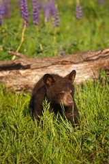 Naklejka premium Black Bear Cub (Ursus americanus) Walks Away From Log and Lupine
