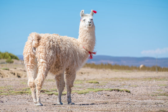 Decorated white llama (Lama glama) stands on the meadow with natural blurred background. Altiplano, Bolivia