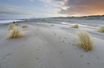 tracks on sand beach at sunrise