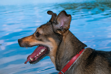 Pies nad wodą © Daniel