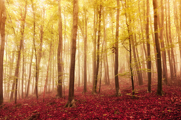 Artistic autumn season oversaturated foogy forest landscape background. Color filter effect used.