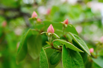 spring flowers in the morning
