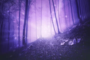Wall murals pruning Fantasy pink colored foggy forest landscape with magic firefly lights background. 