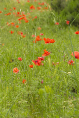 Campo di papaveri rossi