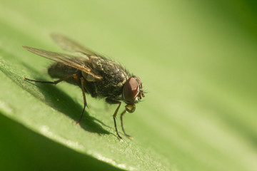Mosca su una foglia 