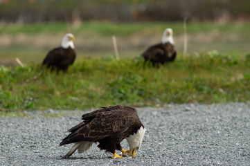 eagle, bald, american, nature, flying, bird, wildlife, white, animal, raptor, alaska, flight, haliaeetus, leucocephalus, america, feather, prey, fly, head, wing, symbol, background, yellow, majestic, 