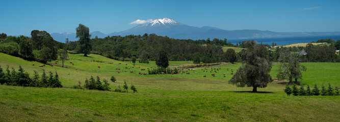 Panorama of a green summer meadow with grazing cows, forest and mountains on the horizon, Patagonia, Chile