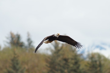 eagle, bald, american, nature, flying, bird, wildlife, white, animal, raptor, alaska, flight, haliaeetus, leucocephalus, america, feather, prey, fly, head, wing, symbol, background, yellow, majestic, 