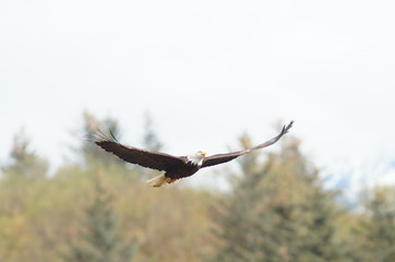 eagle, bald, american, nature, flying, bird, wildlife, white, animal, raptor, alaska, flight, haliaeetus, leucocephalus, america, feather, prey, fly, head, wing, symbol, background, yellow, majestic, 