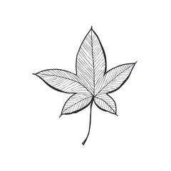 Hand drawn leaf sketch. Leaf in line art style isolated on white background.