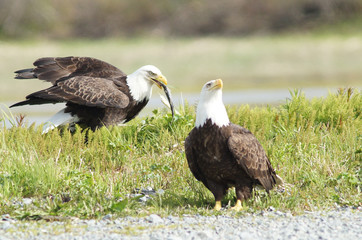 Eagles Eating fish