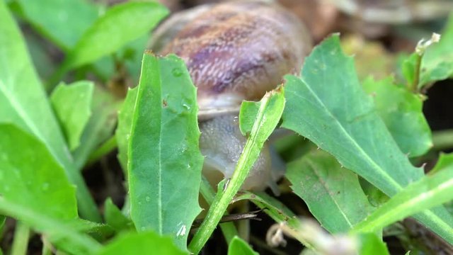 un escargot qui passe entre deux feuilles 